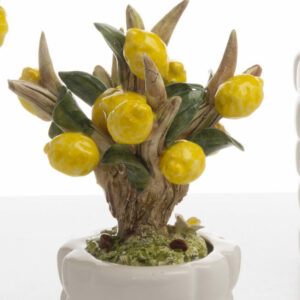BONSAI LIMONE PICCOLA