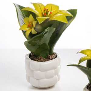 PIANTINA SOLEIL MEDIA 2 FIORI