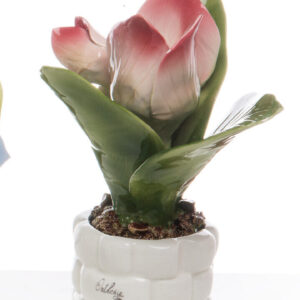 PIANTINA TULIPANO MEDIA 2 FIORI